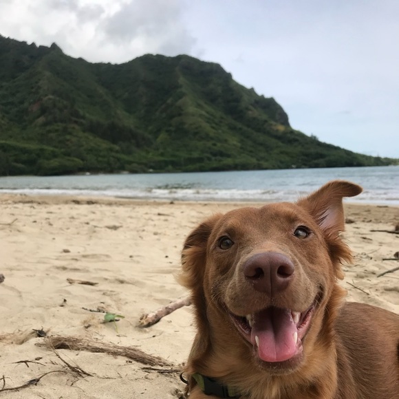 Meet your Posher, Kaua - Picture 7 of 8